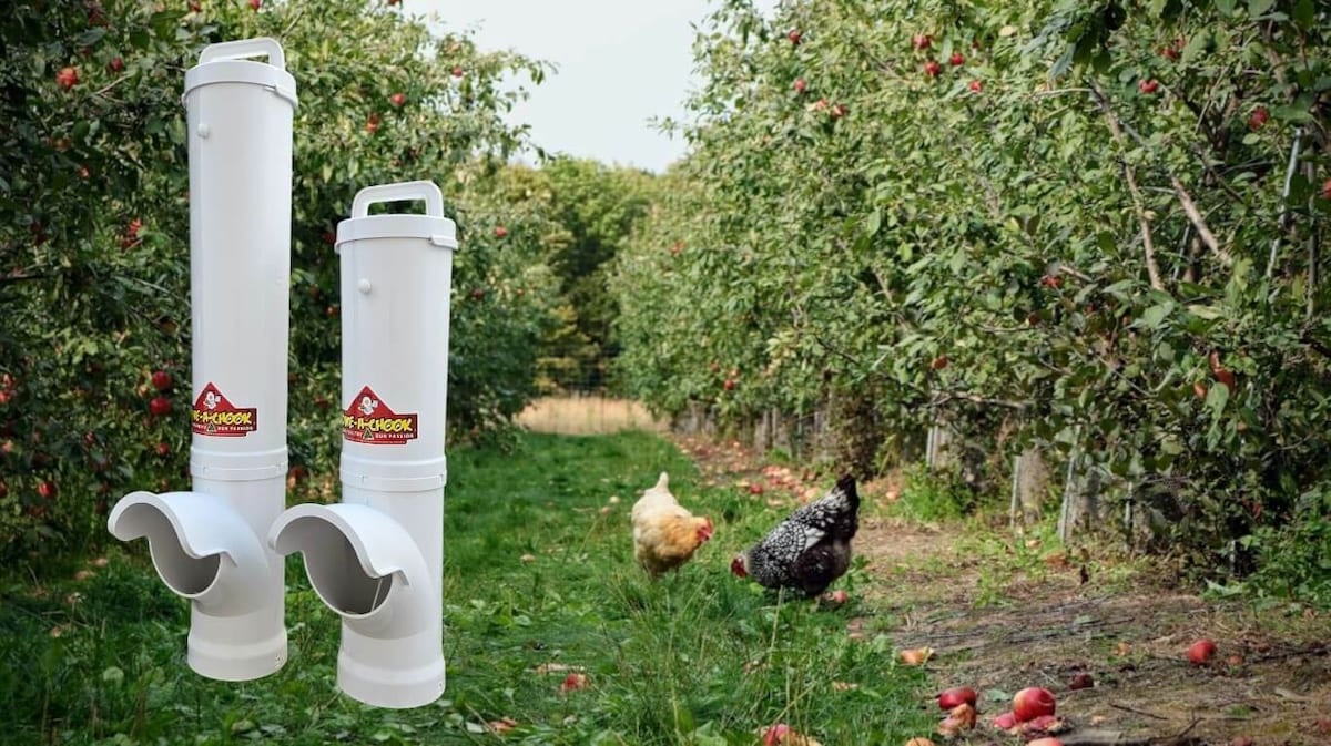 waste-reducing-chicken-feeder.jpg